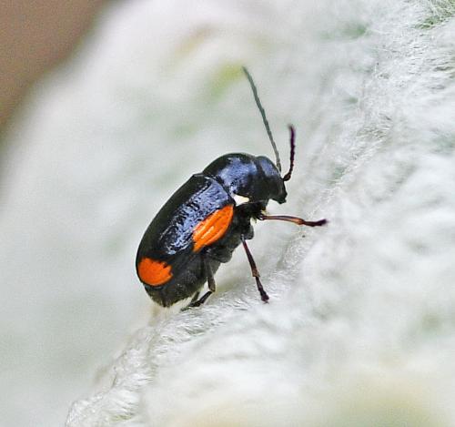 Réf. 344 027 : Cryptocephalus moraei